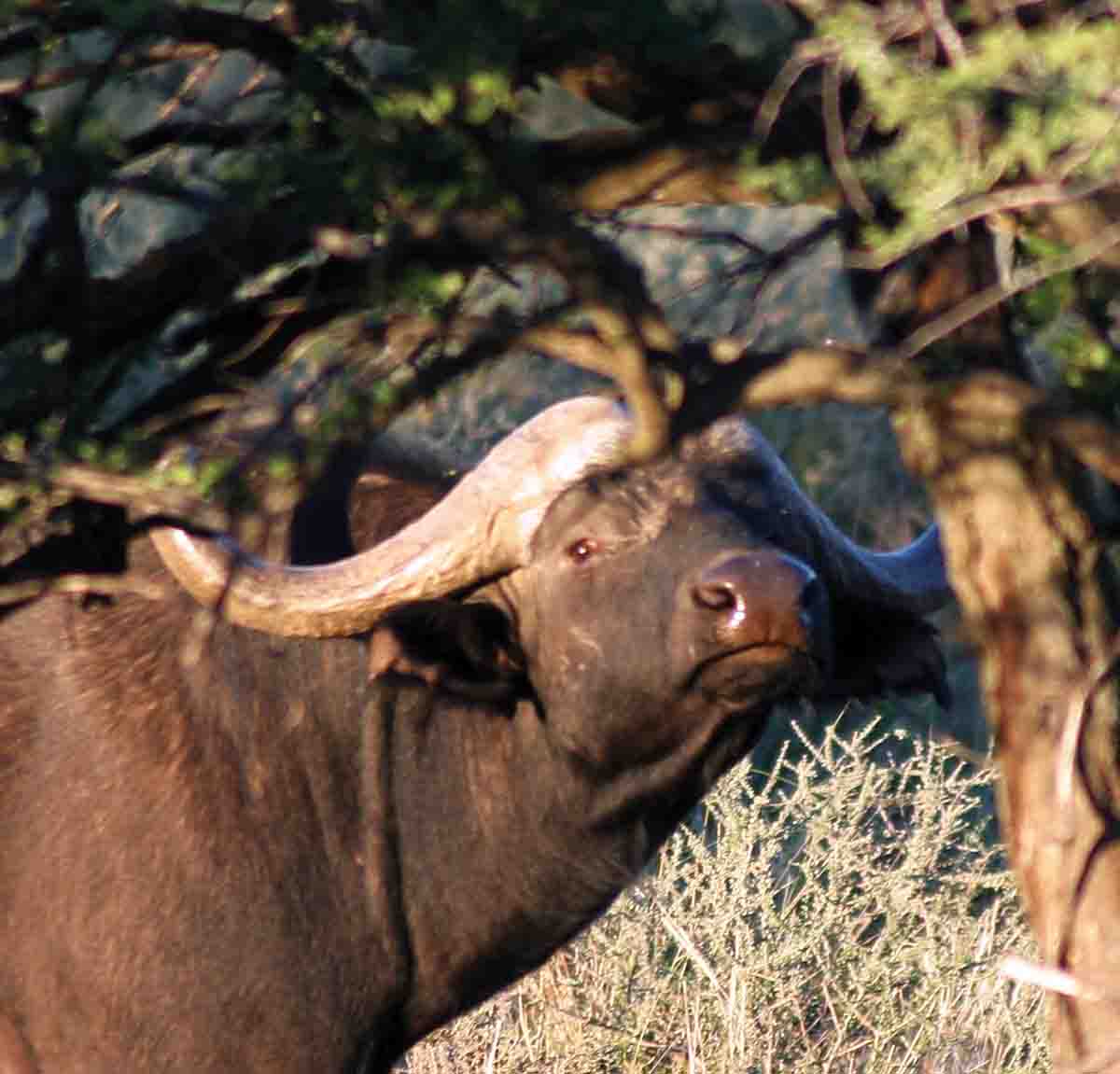 The 9.3x74R is far more versatile than a big-bore double and can be used for big game from deer to Cape buffalo.